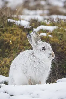 Coat: Mountain Hare winter