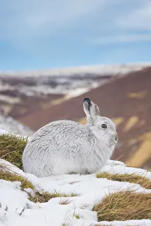 Coat: Mountain Hare winter