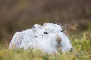 Coat: Mountain Hare winter