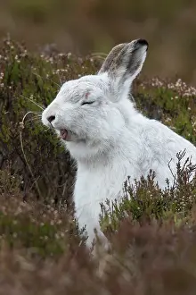 150420: Mountain Hare - yawning - Cairngorms National park