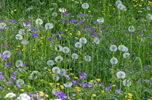 Officinale: Mountain hay meadow, with Wood Cranesbill, Dande