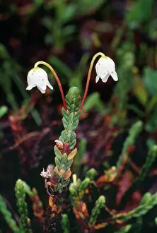 Heathers: MOUNTAIN HEATHER