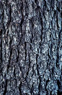 Bonnie Weisser: Mountain Hemlock - bark