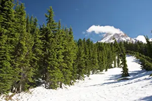 Tsuga: Mountain Hemlock forest