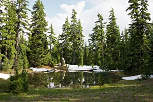 Tsuga: Mountain Hemlock - by mountain lake near Sisters