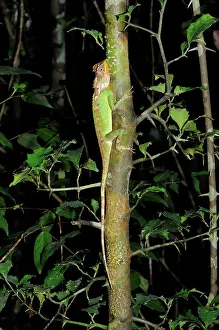 Laotian: Mountain Horned Dragon