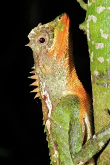 Lips: Mountain Horned Dragon