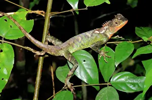 Laotian: Mountain Horned Dragon