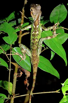 Laotian: Mountain Horned Dragon
