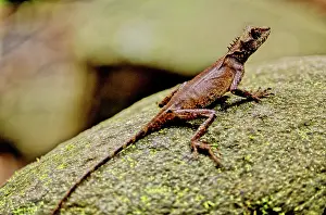 Agamid: Mountain Horned Dragon, Vietnam