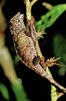 Agamid: Mountain Horned Dragon, Vietnam