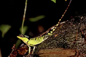 Agamid: Mountain Horned Dragon, Vietnam