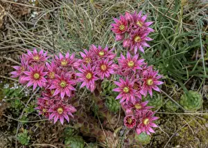 Bob Gibbons: Mountain house-leek, Sempervivum montanum, in fl