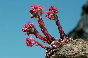 Sempervivum: Mountain Houseleek on a rock