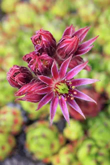 Sempervivum: Mountain houseleek (Sempervivum montanum), Switzerland