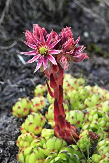 Sempervivum: Mountain houseleek (Sempervivum montanum), Switzerland