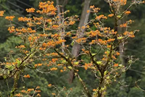 Trinidad: Mountain Immortelle tree in flower covered with