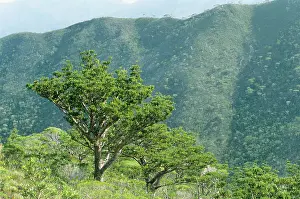 Bleue: Mountain Kauri - in area of Parc Territorial de