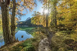 Albula: Mountain lake with larch trees in autumn, Preda