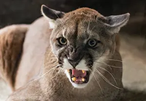 Anger: Mountain Lion or cougar (Puma concolor) snarling