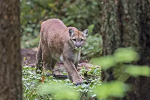 Bigcats: Mountain Lion or cougar (Puma concolor). West