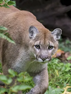 Bigcats: Mountain Lion or cougar (Puma concolor). West