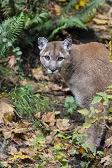 Bigcats: Mountain Lion or cougar (Puma concolor). West
