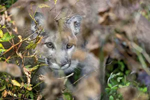 Bigcats: Mountain Lion or cougar (Puma concolor). West