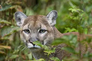 Bigcats: Mountain Lion or cougar (Puma concolor). West