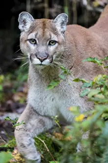 Bigcats: Mountain Lion or cougar (Puma concolor). West