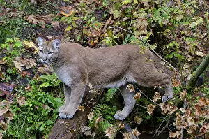 150518: Mountain Lion or cougar (Puma concolor). West