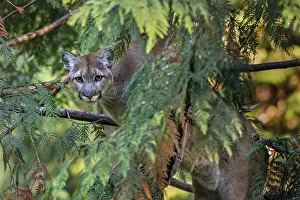 Bigcats: Mountain Lion or cougar (Puma concolor) in western
