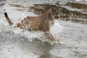Cougar: Mountain Lion / Cougar / Puma crossing river in