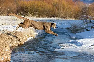 Cougar: Mountain Lion / Cougar / Puma crossing river in