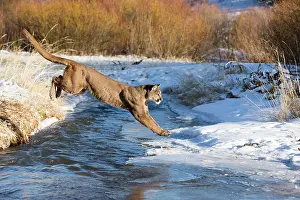 Cougar: Mountain Lion / Cougar / Puma crossing river in