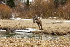 Cougar: Mountain Lion / Cougar / Puma crossing river in