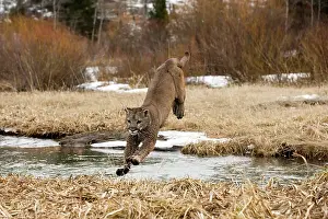 Cougar: Mountain Lion / Cougar / Puma crossing river in