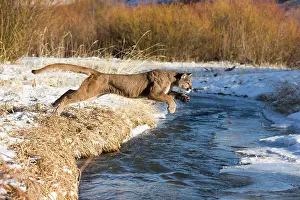 Cougar: Mountain Lion / Cougar / Puma crossing river in