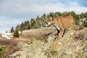 Cougar: Mountain Lion / Cougar / Puma Montana, USA
