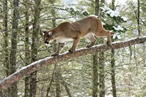 Cougar: Mountain Lion / Cougar / Puma walking along tree