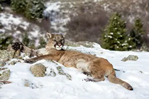 Cougar: Mountain Lion / Cougar / Puma in winter snow Montana, USA