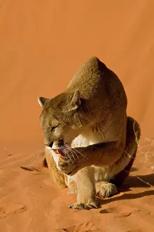 200619: Mountain Lion (Puma concolor), licking her paw