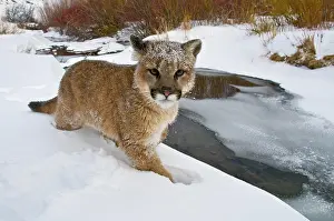 Cougar: Mountain Lion (Puma concolor) walking in snow at