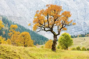 Acer: Mountain Maple (Acer pseudo plantanus) Gro&, x7e5;r