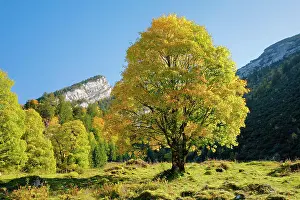 Pseudoplatanus: Mountain maple, Acer pseudoplatanus, Switzerland