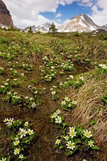 Marigolds: Mountain Marsh-Marigold / Elkslip - at Helen Lake