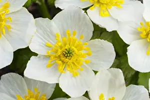 Marigolds: Mountain Marsh Marigold or White Marsh-marigold