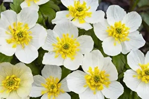 Marigold: Mountain Marsh Marigold or White Marsh-marigold