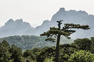 Pines: Mountain massif with rocky peaks and pines, Col