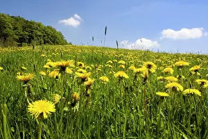 Dandelion: Mountain meadow with dandelion flowers, Zittau Mountains, S